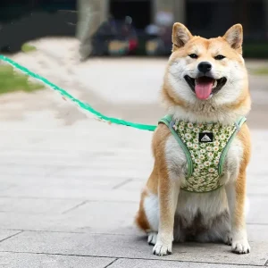 Ademend Nylon Mesh Kat en Puppy Harnas Verstelbaar Comfortabel Lichtgewicht Stijlvol Veilig Voor Dagelijkse Wandelingen