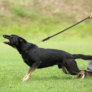 Lange Gevlochten Leren Hondenriem