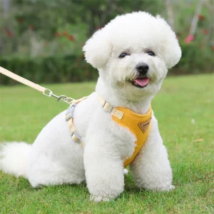 Kleine Honden Tuig Pastel Kleuren