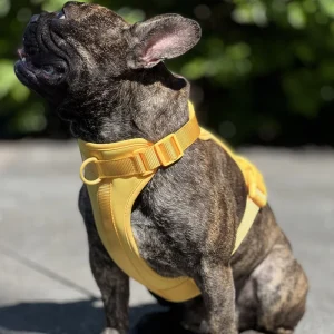 Ontsnap- en Trek Proof Ademend Honden Tuig 3 Bevestigingspunten