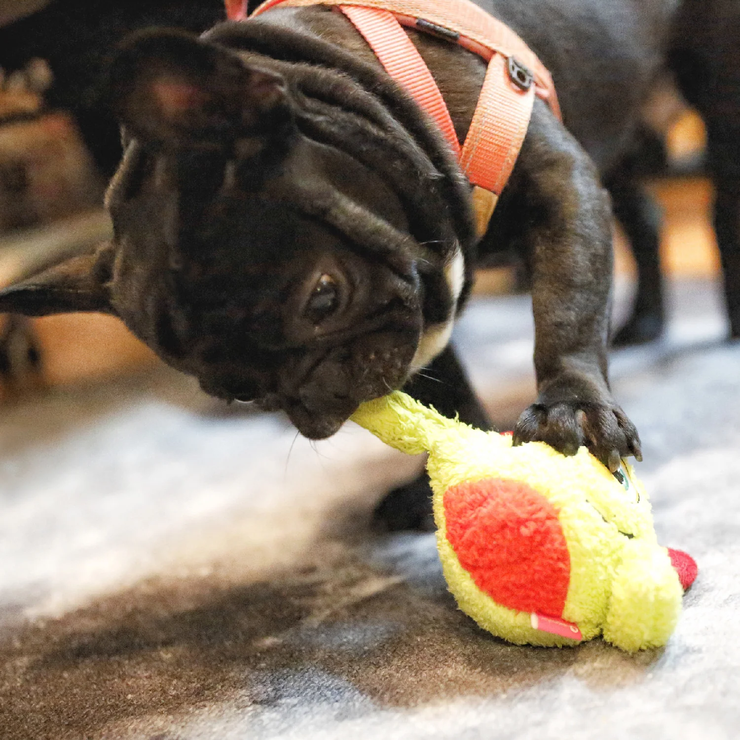 Hond Speelgoed Monster Interactief - Afbeelding 6