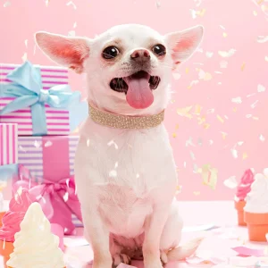 Strass Suède Kleine Honden Halsband