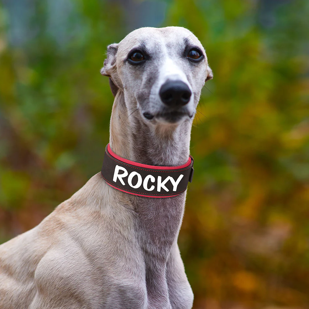 Brede Gepersonaliseerde Hondenhalsband - Afbeelding 7