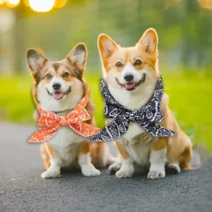Huisdierkoeling IJssjaal Verstelbare herbruikbare gelpakketten Lichtgewicht voor katten en honden
