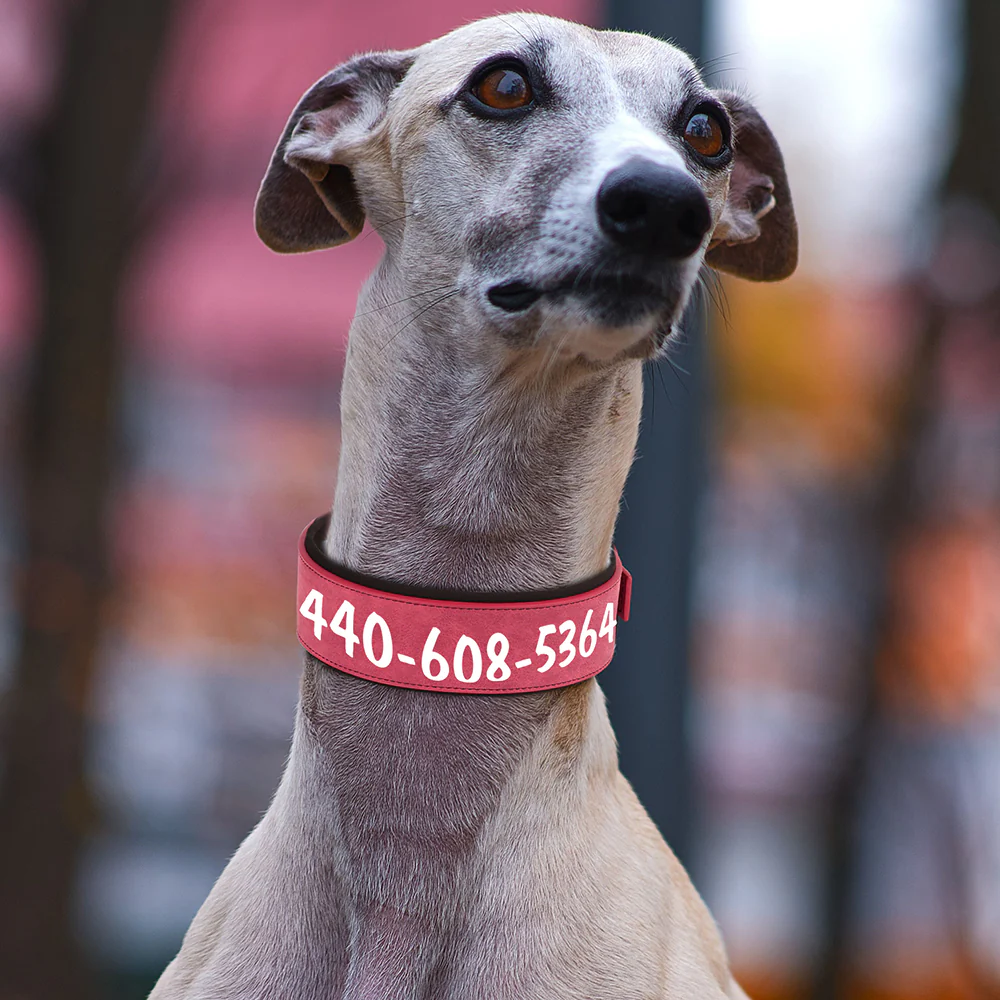 Brede Gepersonaliseerde Hondenhalsband - Afbeelding 3