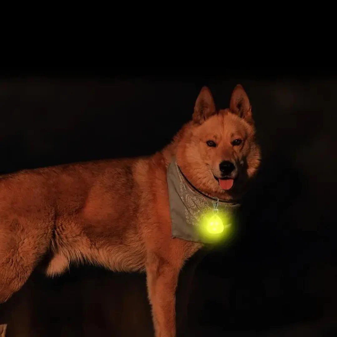 Halsband Voor Honden Met Nachtveiligheids-LED Lampje - Afbeelding 6