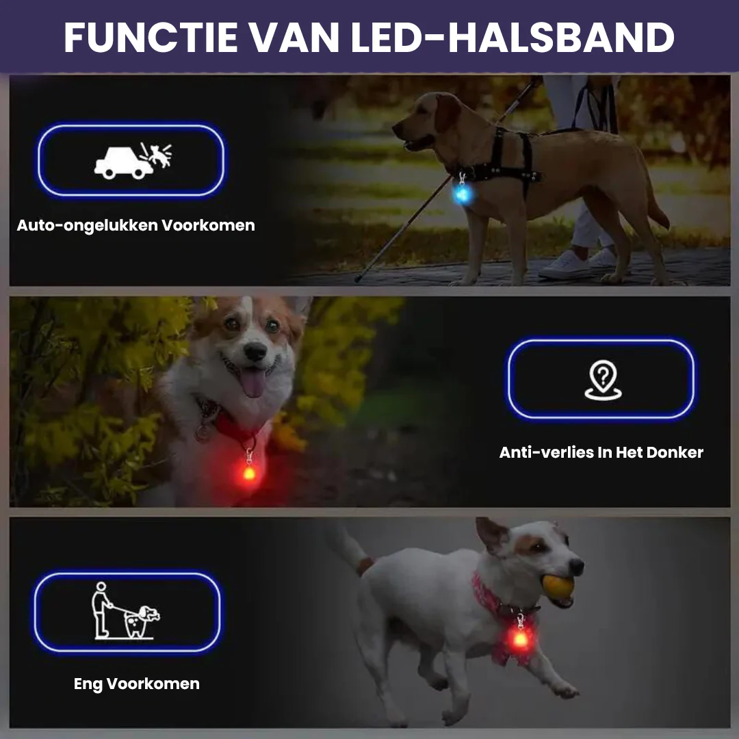 Halsband Voor Honden Met Nachtveiligheids-LED Lampje - Afbeelding 3