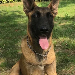 Honden Halsband Zware Uitvoering Roestvrij Staal