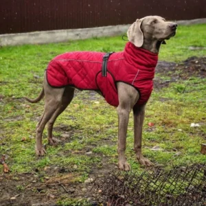 Waterdichte Hondenjas Geïsoleerd Warm Duurzaam Reflecterend Verstelbaar Voor Grote Rassen en Bar Weer